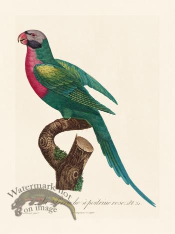 Barraband Parrot 031